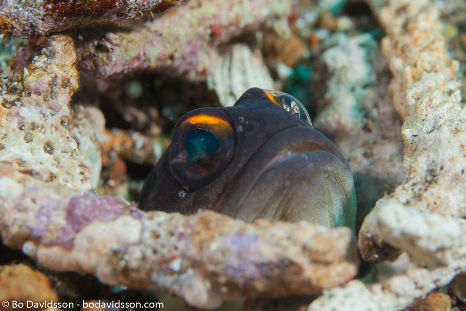 BD-161031-Pura-4202-Opistognathus-randalli.-Smith-Vaniz.-2009-[Gold-specs-jawfish].jpg